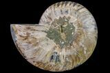 Cut & Polished Ammonite Fossil (Half) - Madagascar #158058-1